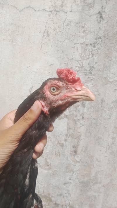 Aseel Murga