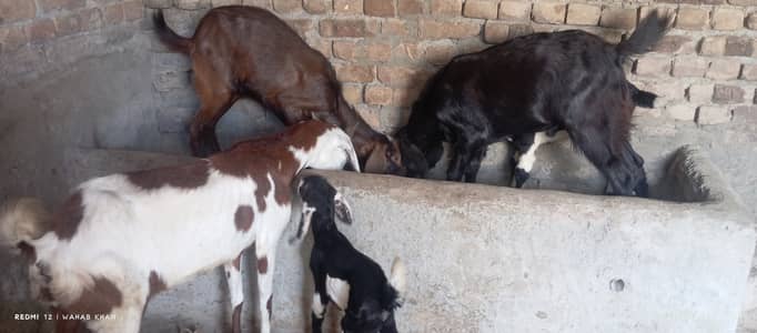 Dark Red Goat for Sale. . .