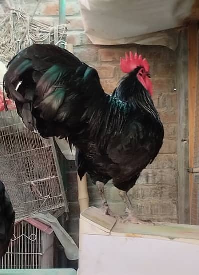 Breeder Black Australrop Heritage and Rir Heritage for sale