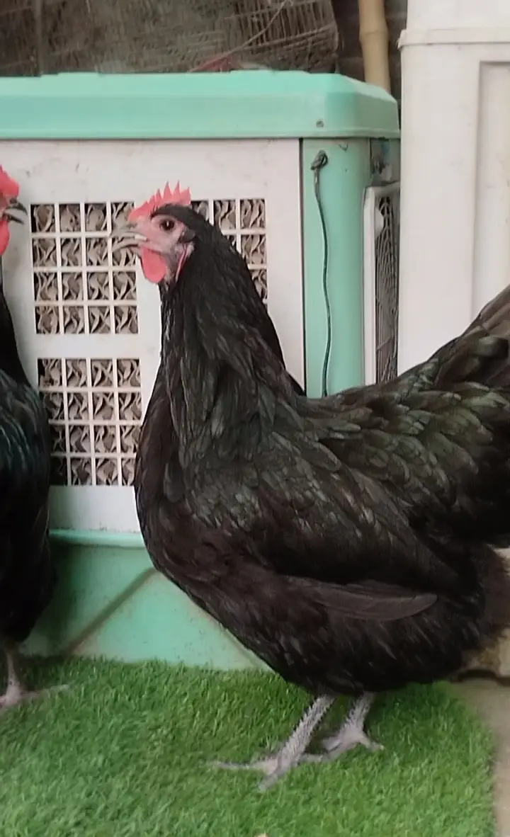 Chick & Egg white & Black, BlueAstralrop Heritage,Rir, Plymouth,Sussex — photo 2