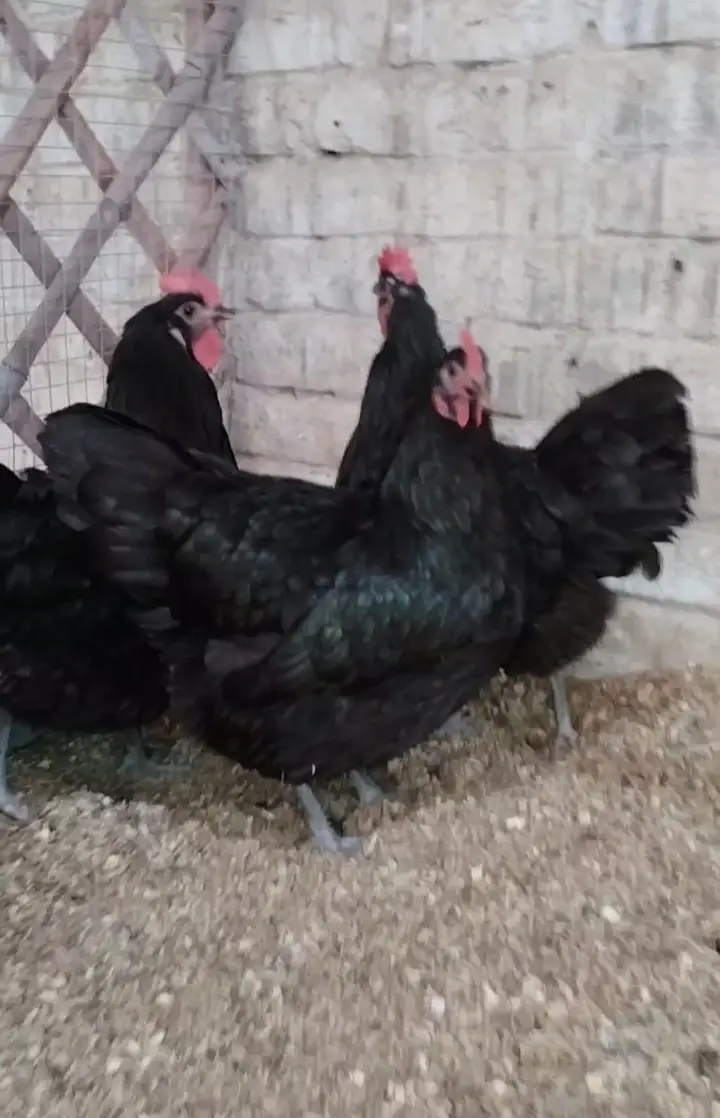 Chick & Egg white & Black, BlueAstralrop Heritage,Rir, Plymouth,Sussex — photo 3