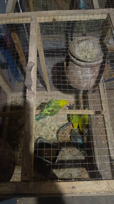 Australian Birdes