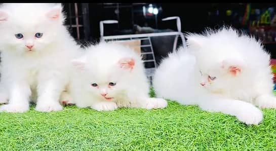 Persian cat triple kot,for sale,my WhatsApp 03481292582