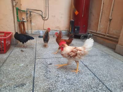 Murga/Murgi 2 pair for sale