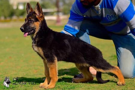 top Quality top bloodline top pedigree female pup available