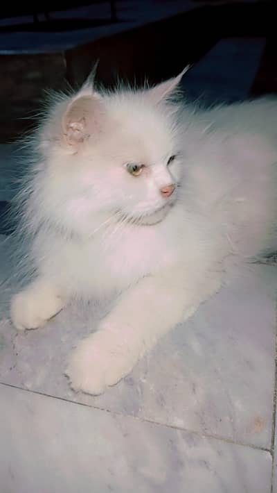 persian cat for sale