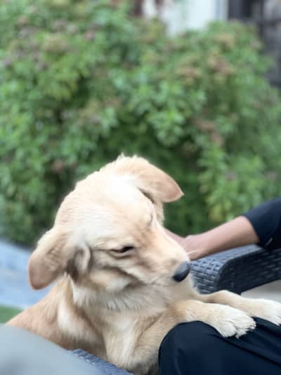 Golder Retriever Female for sale