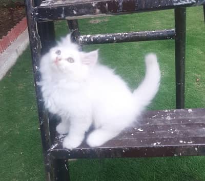 triple coat persian cat