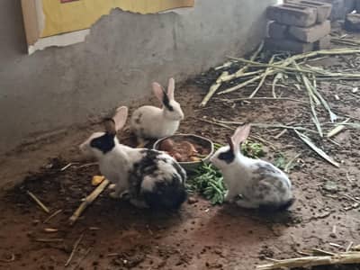 Rabbits