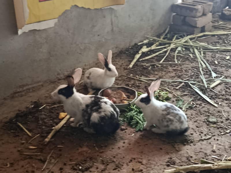 Rabbits 0