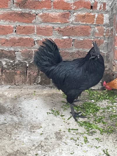 Ayam Cemani 2 pair Sale whole sale rates