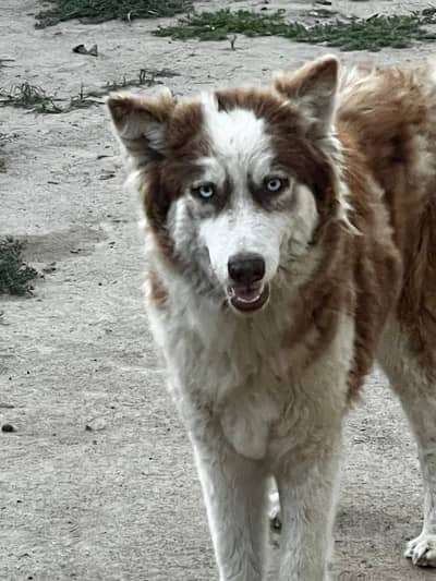 Siberian Husky female