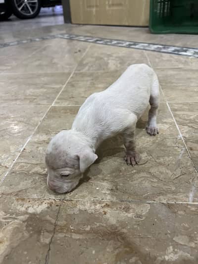 Kohati gultair puppy