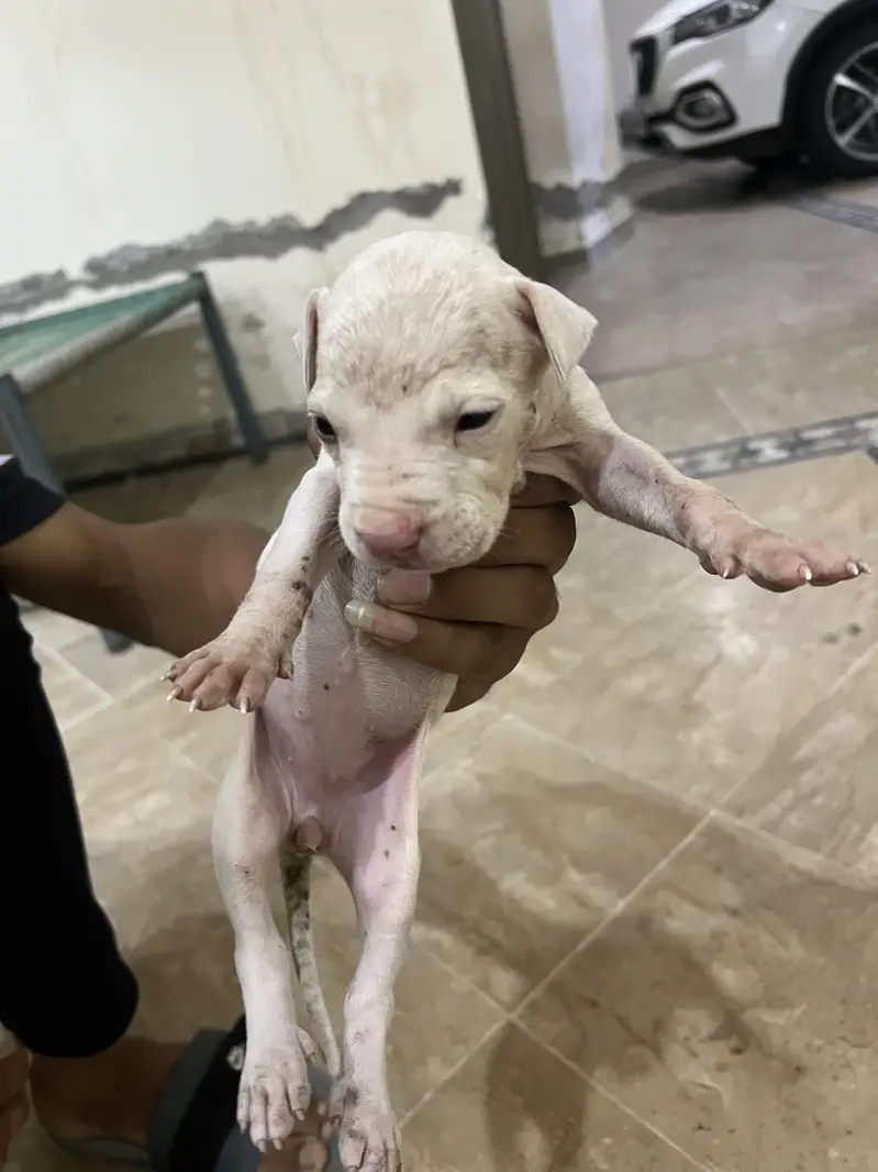 Kohati gultair puppy — photo 2