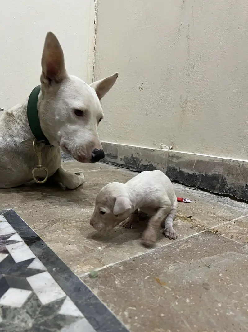 Kohati gultair puppy — photo 3