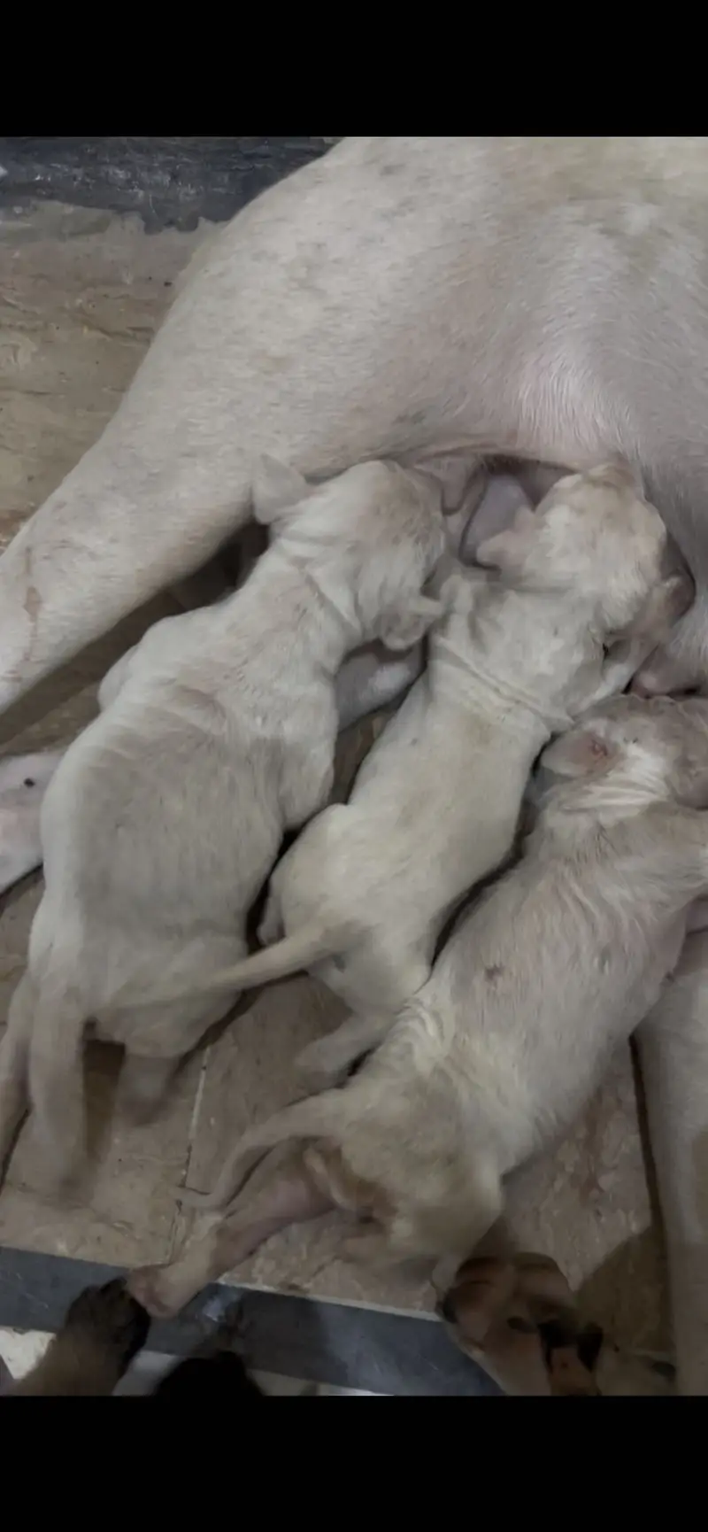 Kohati gultair puppy — photo 4