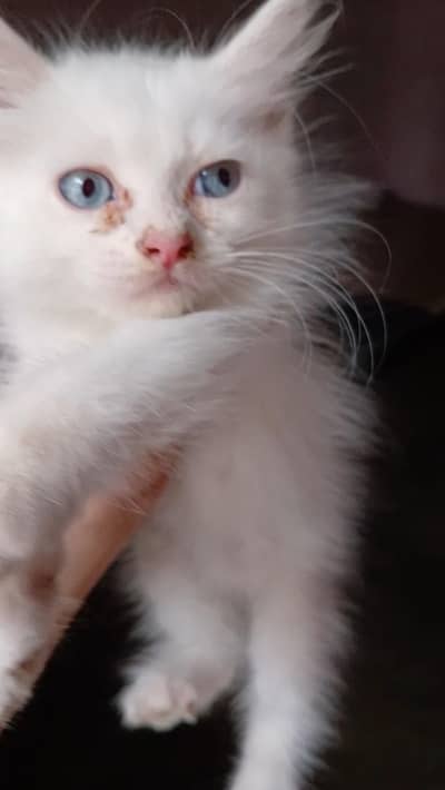 persian kittiens