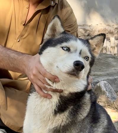 Siberian Husky
