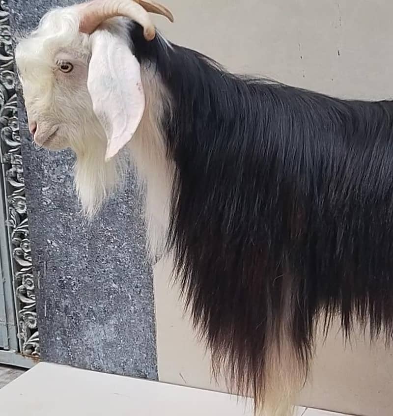 fancy 4