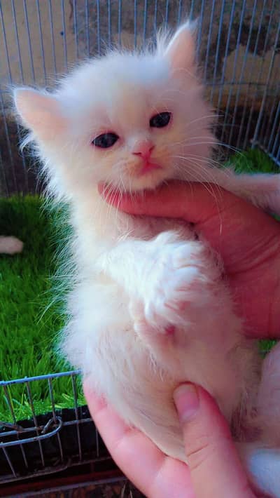 persian