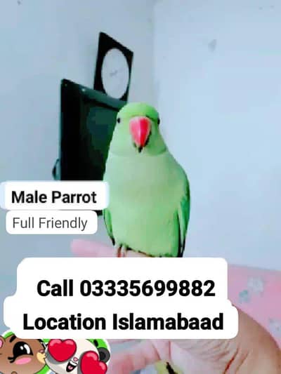 Hand Tamed Full Friendly Green Ring Neck Male Parrot Jumbo Size