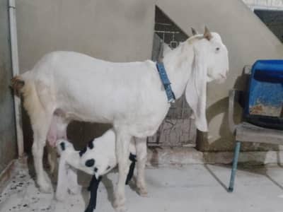 ghulabi bakri hai ek bacha ha tota face me female