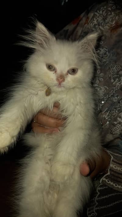white persion kitten