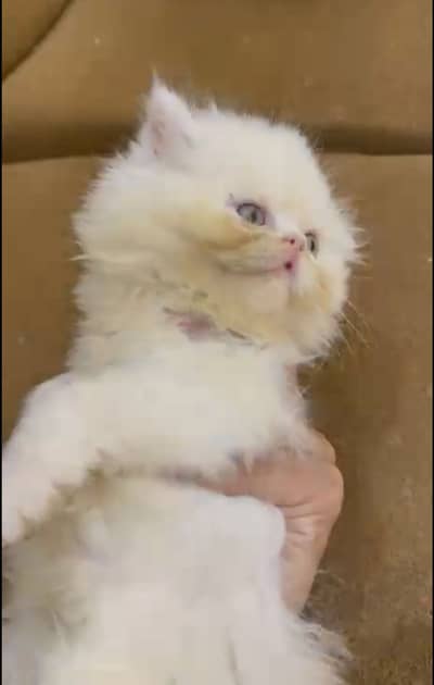 Piki face kittens for sale