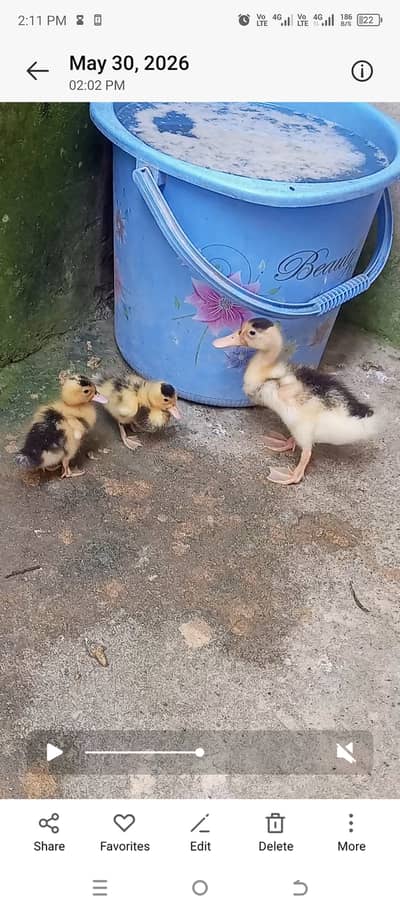 One aseel murgh+ 4 Aseel mugian+1 misri+aik Australorp+1 dasi