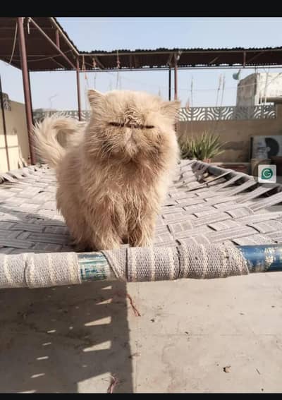 Pure Peke Peki Piki CFA bloodline male