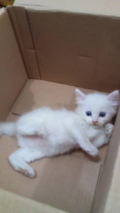 cute little baby kittens 1 kitten RS 7000
