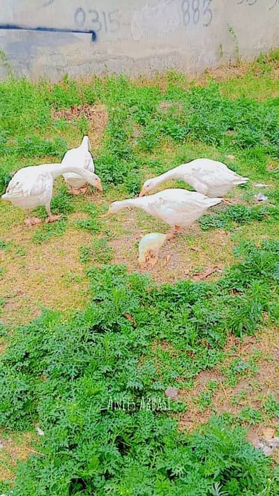 Big Ducks for sale