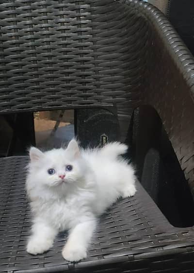 Persian cat for sale 2 month age Whatsapp no 03291198929