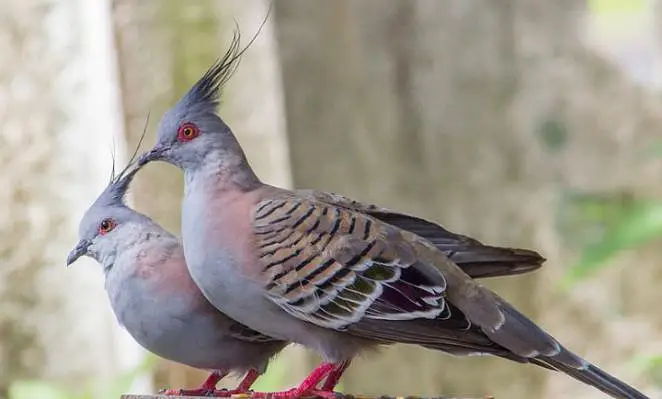 Crested dove pair