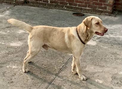 Labrador male 0326/4215/688