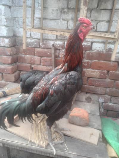 aseel tahi male & vait female pair near to egg laying