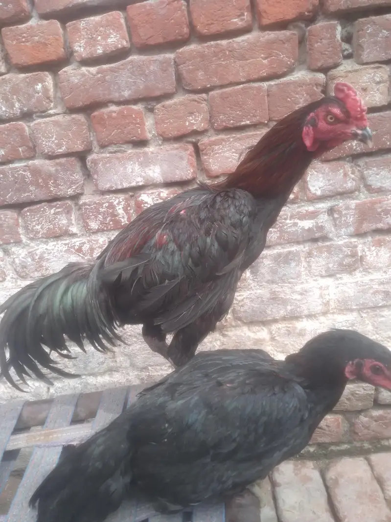 aseel tahi male & vait female pair near to egg laying — photo 2