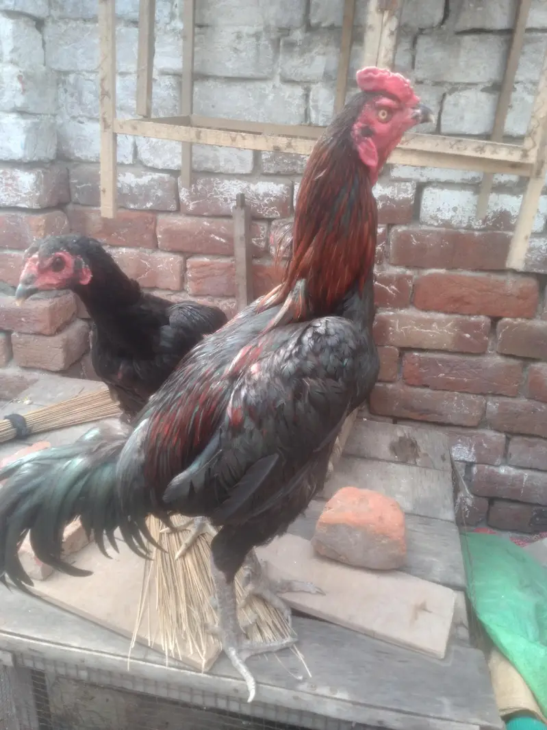aseel tahi male & vait female pair near to egg laying — photo 3