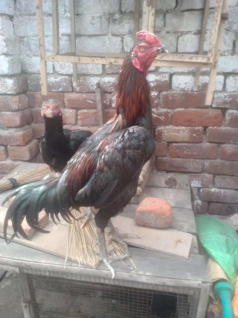 aseel tahi male & vait female pair near to egg laying — photo 4