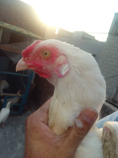Heera Aseel Murgha