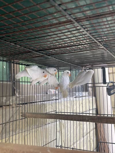 Love birds for sale