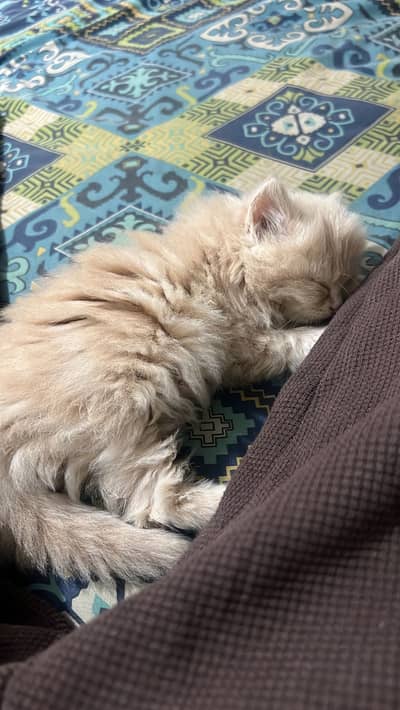 Persian cat