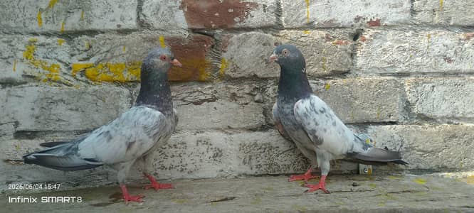 Breeder pairs