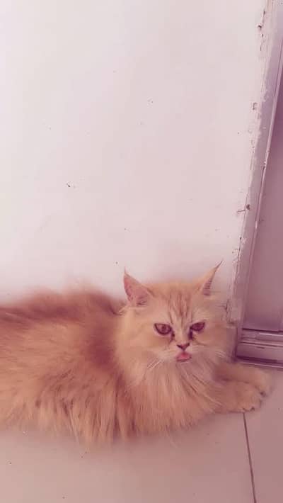 ginger Persian cat.