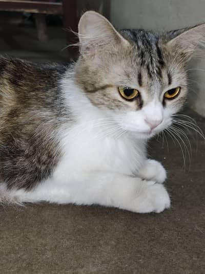 Persian cat for Sale with long hair vaccination complete