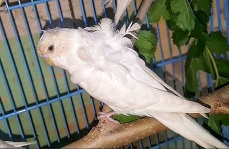 Double Flower White hogo blue hogo good colour