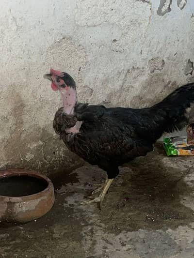 ganje hens Golden mesri