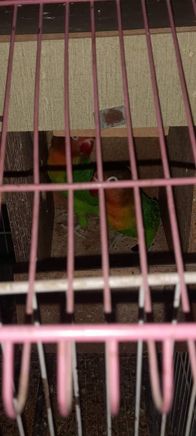 breeder pair for sale