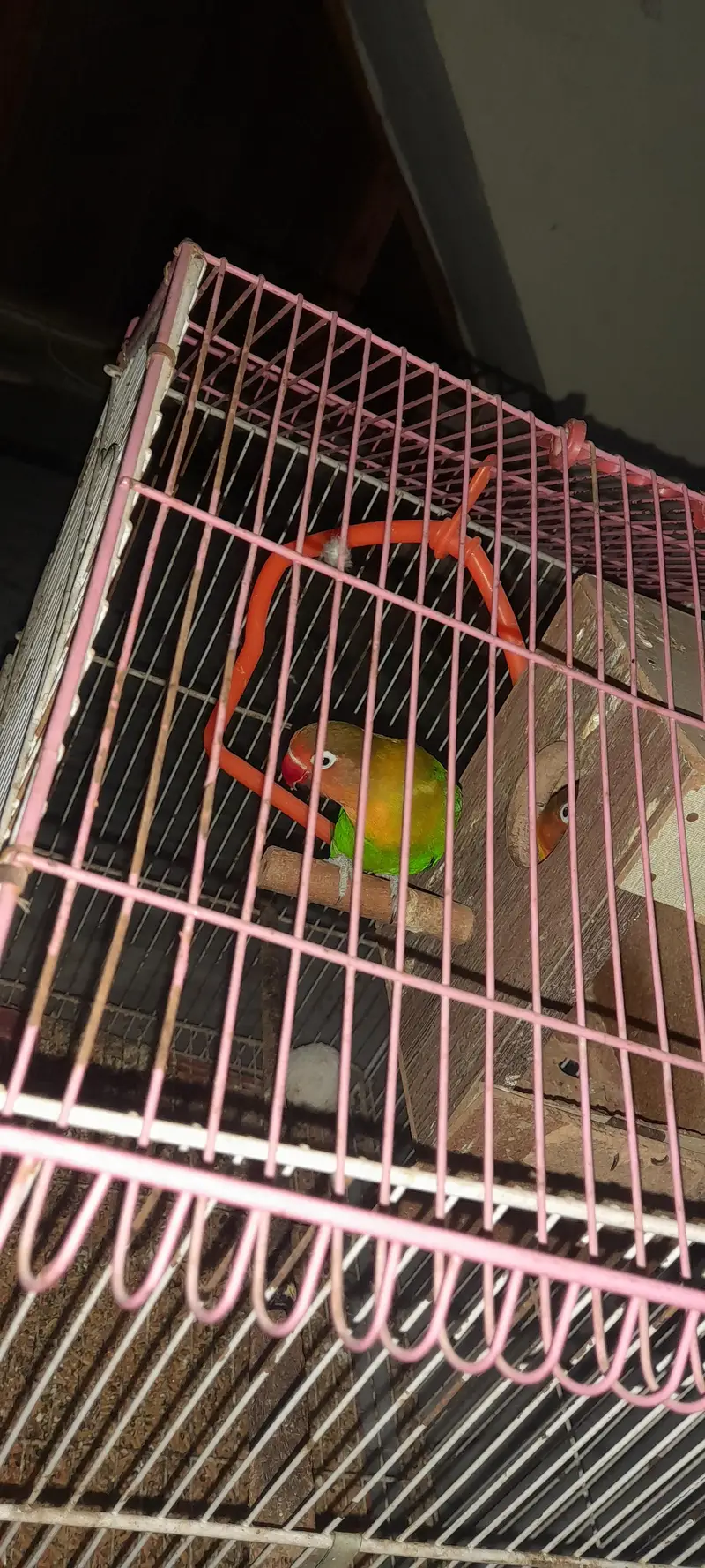 breeder pair for sale — photo 2