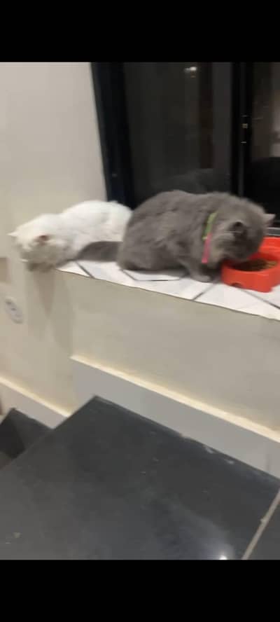 pairs of cats available for adoption